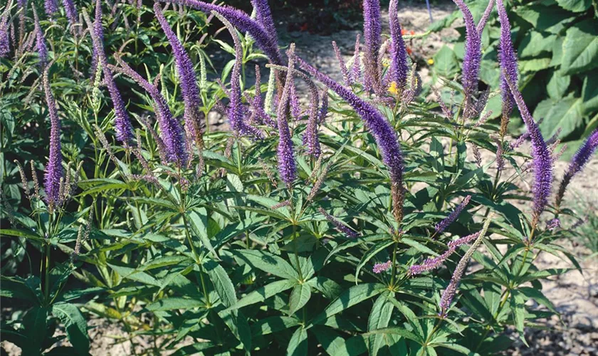 Veronicastrum