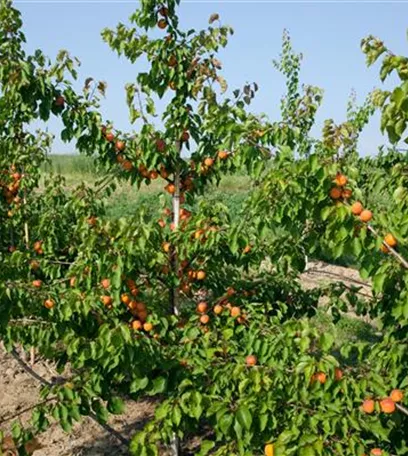 Die Früchte des Gartens gut verarbeiten