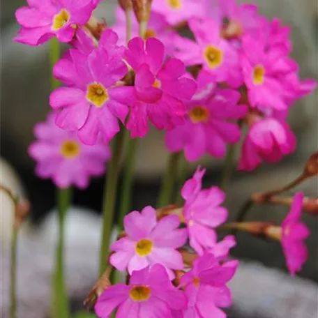 Primula rosea