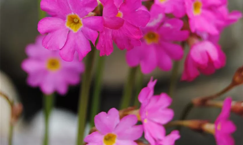 Rosen-Schlüsselblume