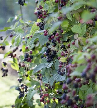 Der Obstgarten – viele Leckereien für große und kleine Naschkatzen