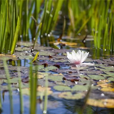 Wasserpflanzen