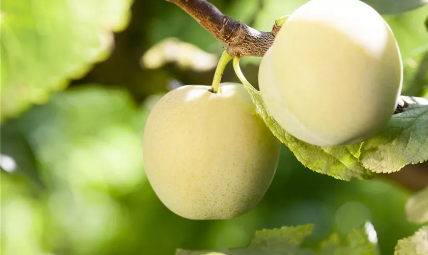 Prunus domestica subsp. syriaca 'Aprimira', Stamm