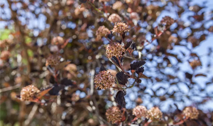 Physocarpus opulifolius 'Tiny Wine'®