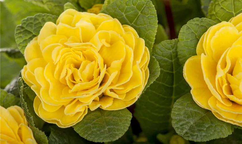 Primula vulgaris BELARINA