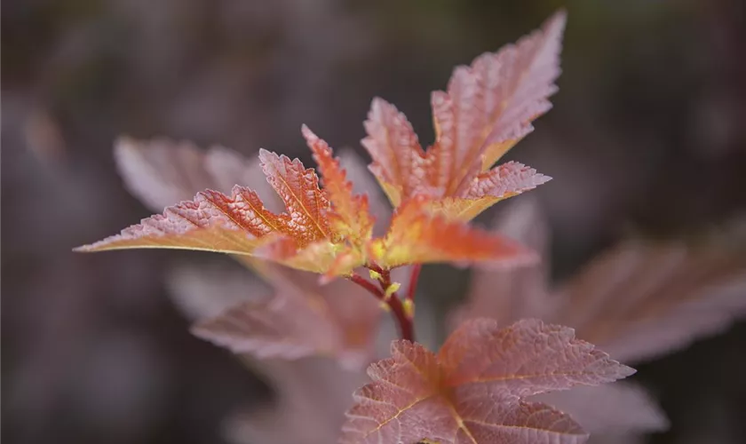 Physocarpus opulifolius 'Andre'