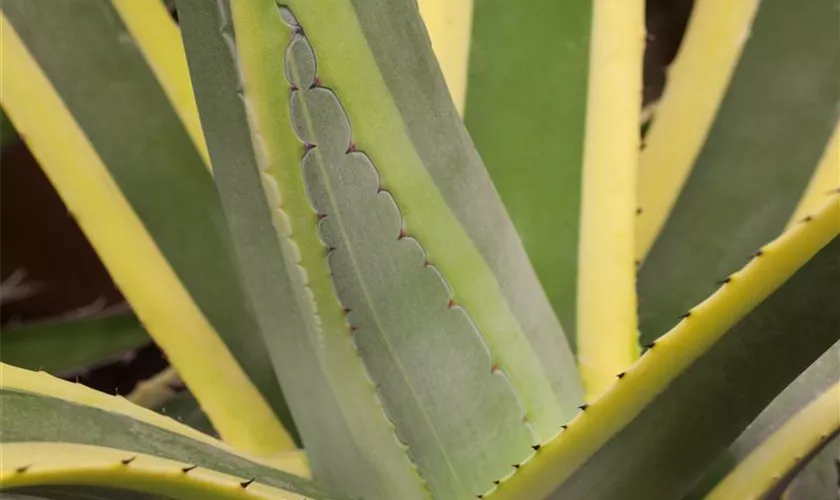 Agave americana 'Variegata'