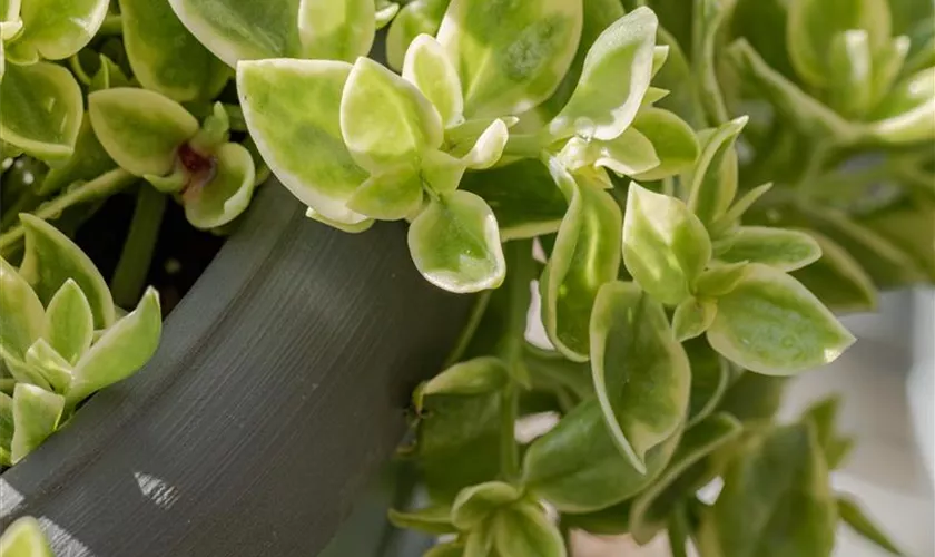 Aptenia cordifolia 'Variegata'