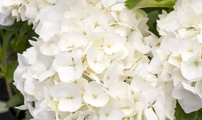 Hydrangea macrophylla 'Soeur Thérèse'