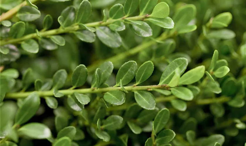 Ilex crenata 'Flacher Teller'