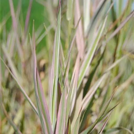 Glyceria maxima 'Variegata'