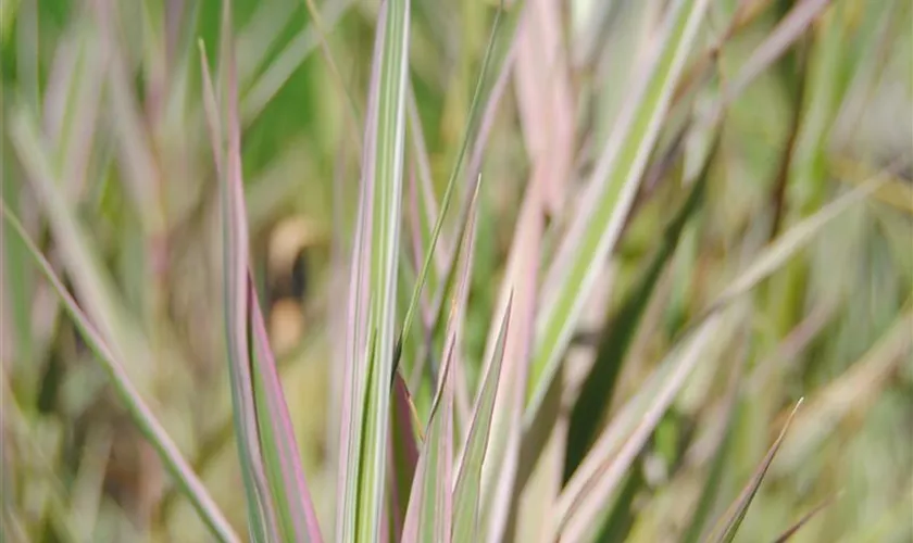 Buntblättriges Garten-Süßgras 'Variegata'