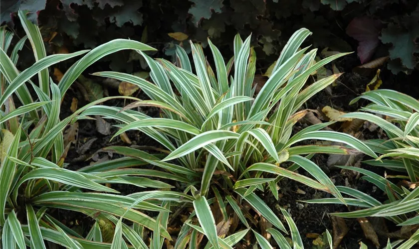 Carex siderosticha 'Variegata'