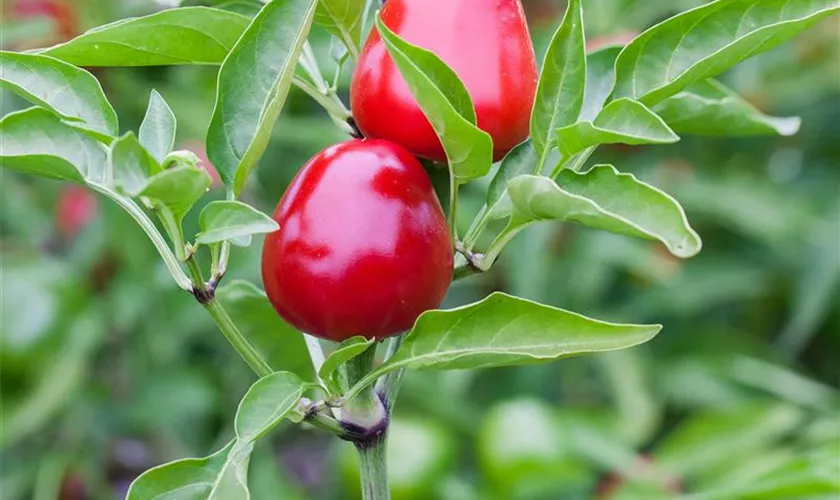 Capsicum annuum 'Peguin da Manduria'