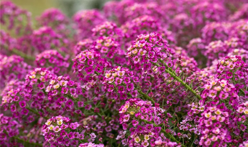 Lobularia maritima 'Raspberry Stream™'