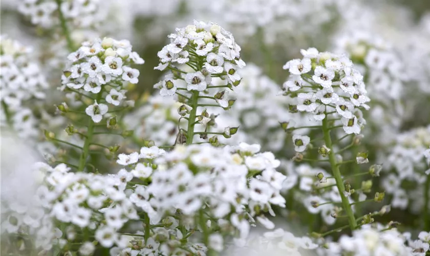 Lobularia maritima 'Silver Stream™'