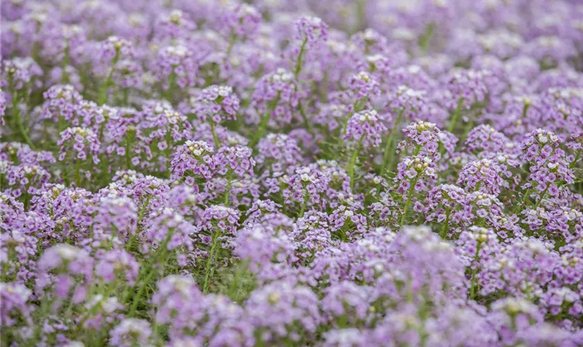 Lobularia maritima 'Summer Stream'