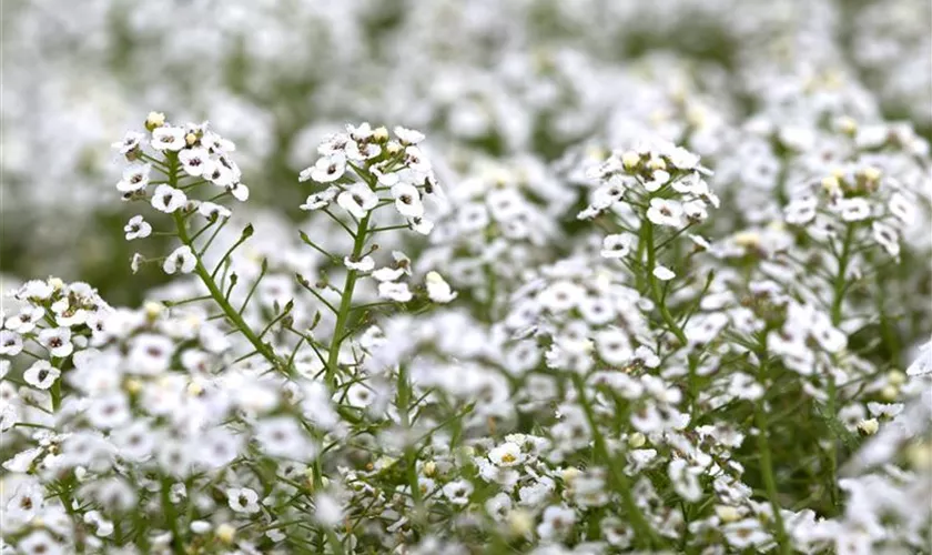 Lobularia maritima 'White Stream™'