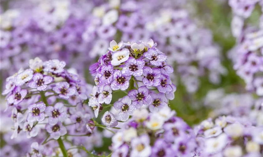 Lobularia maritima 'Lavender Stream™'