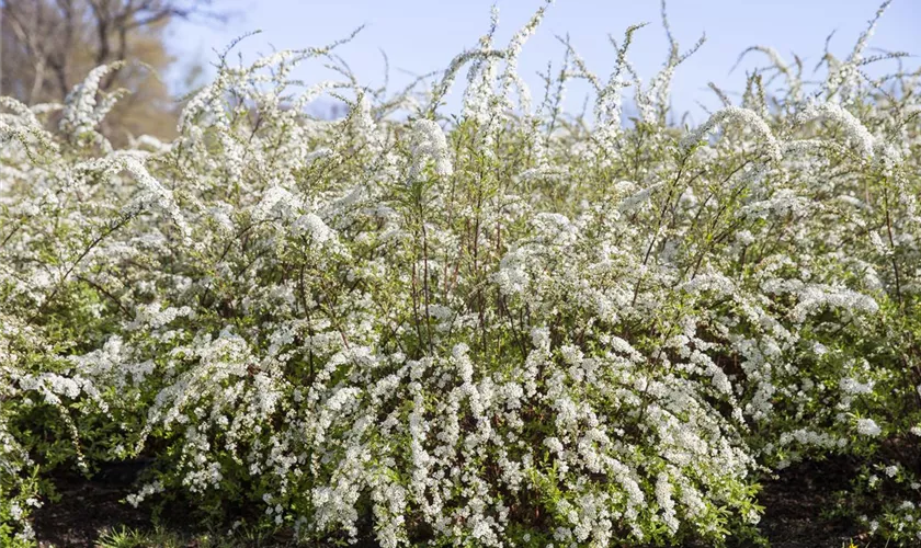 Spiraea thunbergii