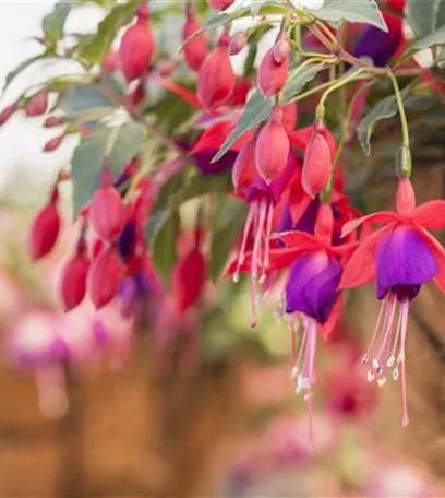 Fuchsien – exotische Schönheiten für Balkon und Garten