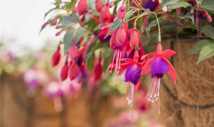 Fuchsia 'Arêtes Pompei'