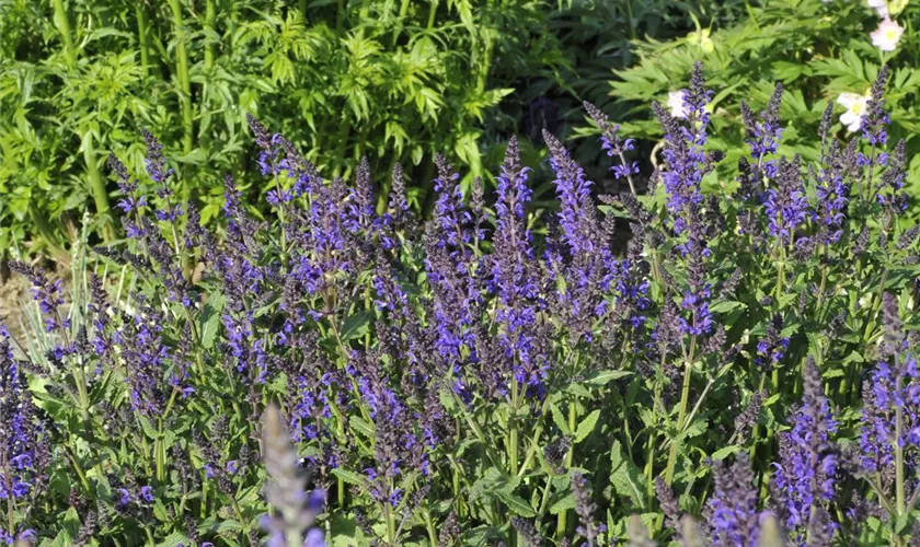 Salvia nemorosa 'Viola Klose'