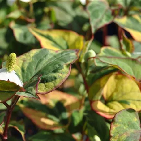 Garten-Eidechsenschwanz 'Variegata'