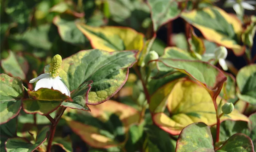 Houttuynia cordata 'Variegata'