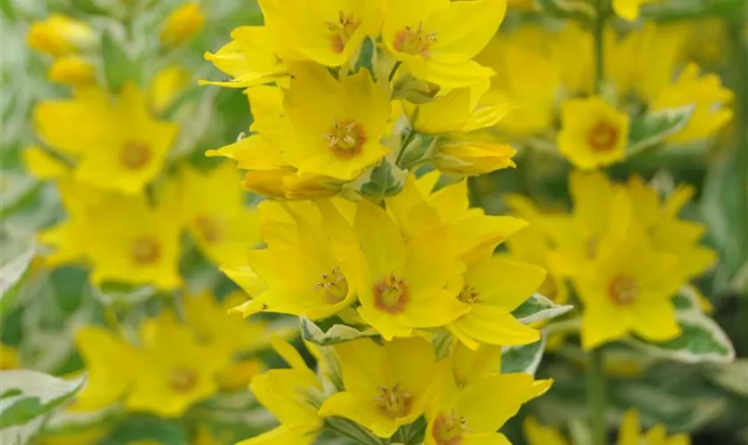 Lysimachia punctata 'Variegata'