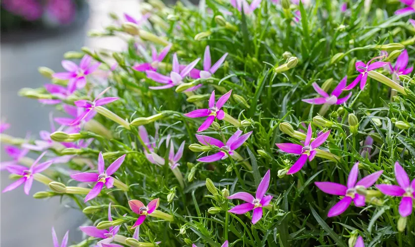 Isotoma axillaris 'Patti´s Pink'