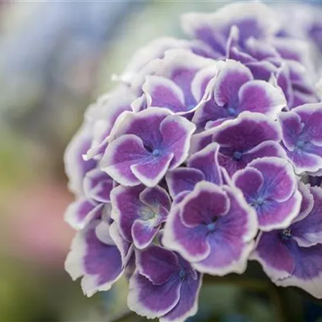 Gartenhortensie 'Bavaria'®