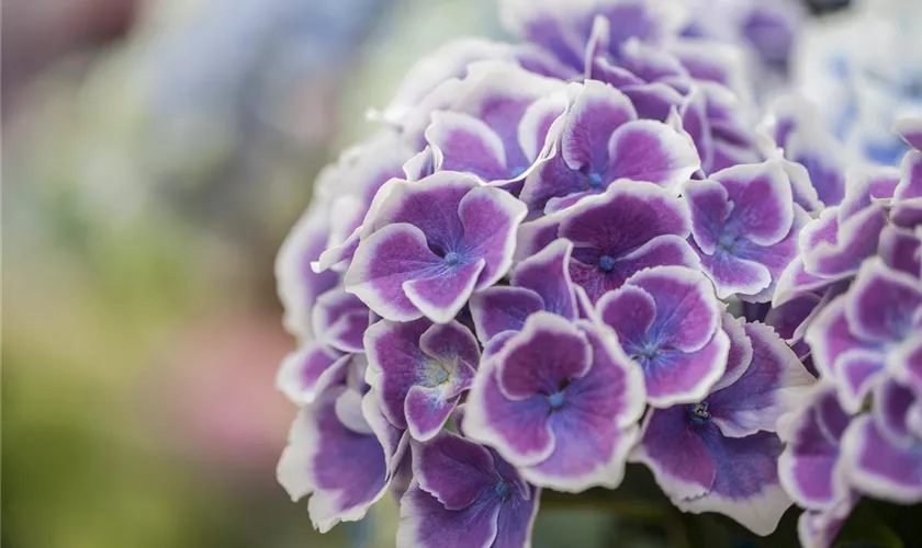 Hydrangea macrophylla 'Bavaria'®