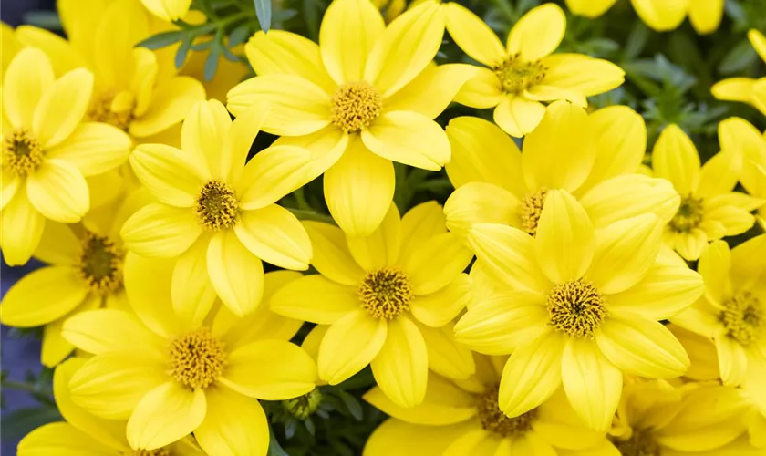 Goldmarie 'Eldoro® Yellow'