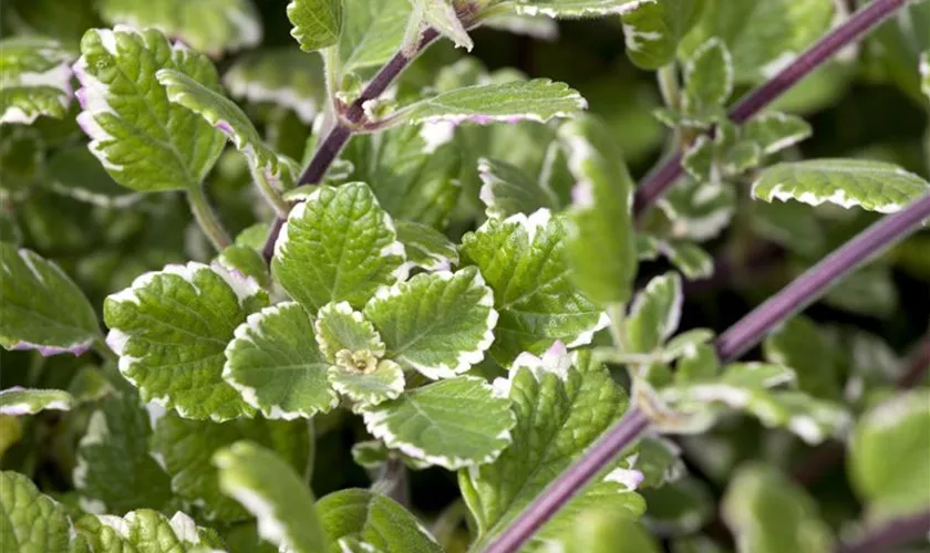 Plectranthus madagascariensis 'Variegatus'