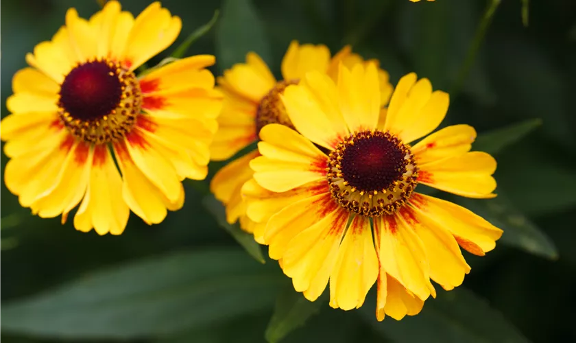 Helenium autumnale 'Western Mixture'