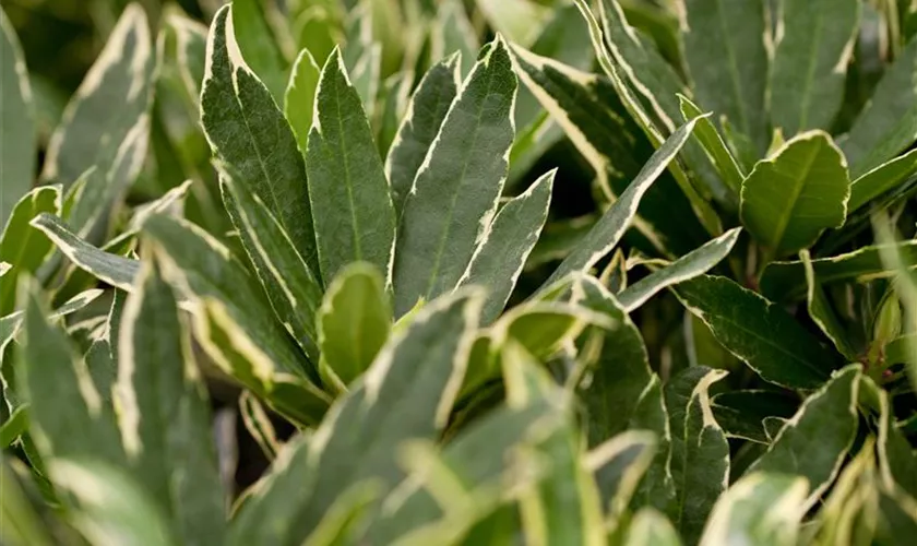 Rhododendron ponticum 'Variegatum'