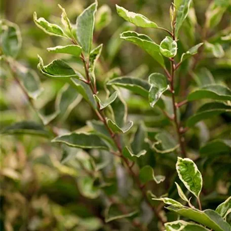 Portugiesischer Kirschlorbeer 'Variegata'