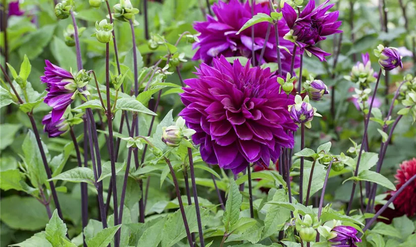 Dahlia 'Otto`s Thrill'