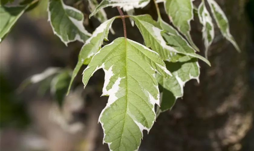 Silberbunter Eschenahorn 'Variegatum'