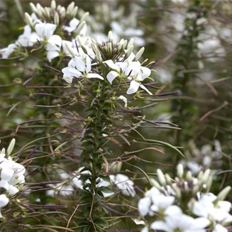 Spinnenblume 'Señorita Blanca'