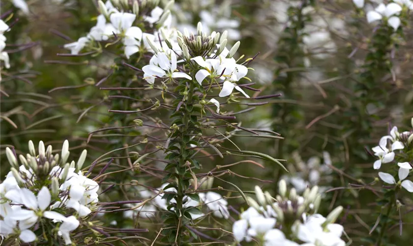 Cleome 'Señorita Blanca'