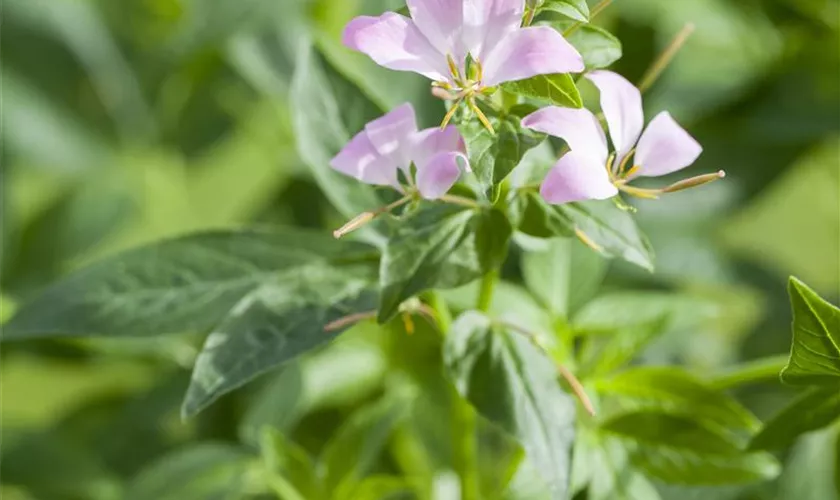 Cleome 'Señorita Carolina'