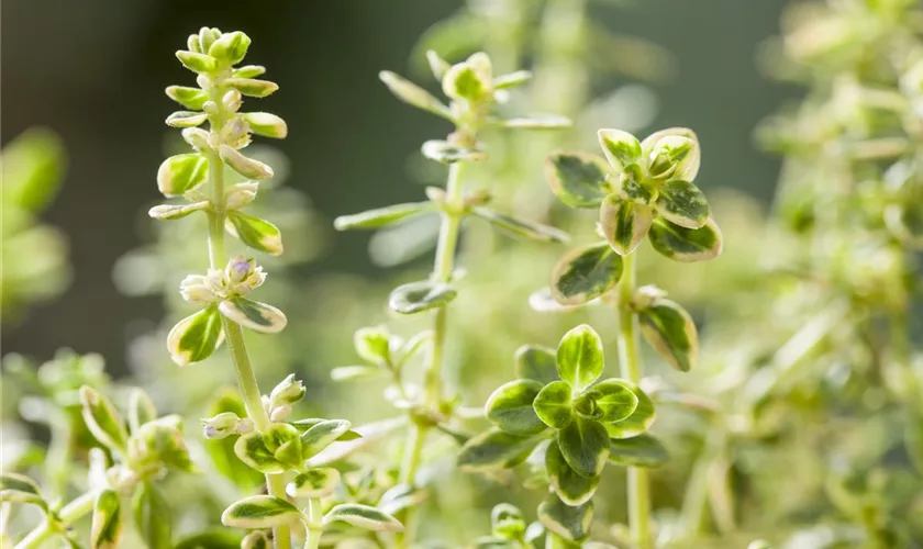 Thymus vulgaris 'Variegata'