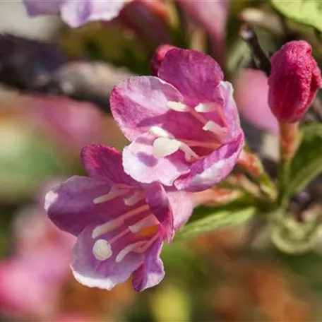 Weigelie 'Variegata'