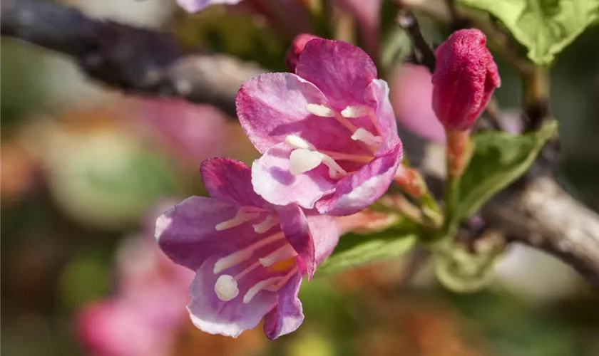 Weigela florida 'Variegata'