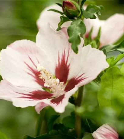 Der Hibiskus, ein großartiges Mitglied im Garten-Ensemble