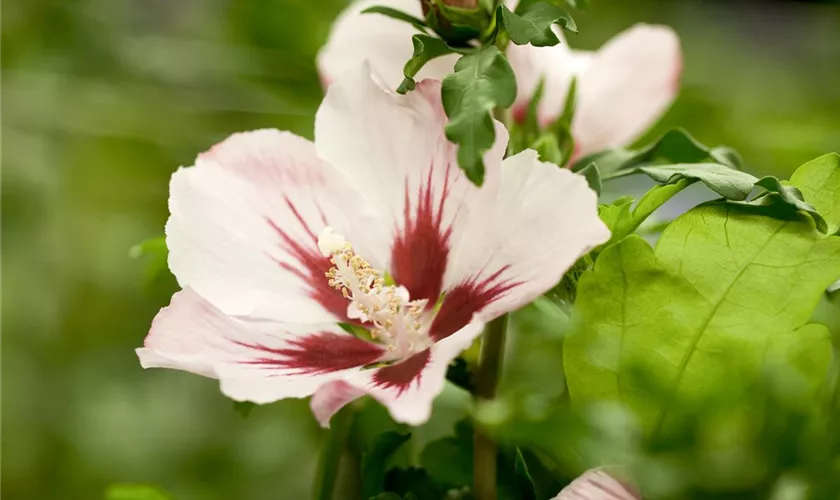 Hibiscus syriacus 'Mathilda'