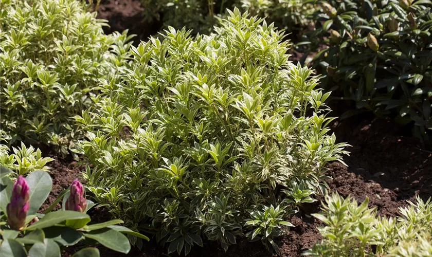 Weißbuntes Schattenglöckchen 'Variegata'