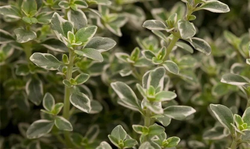 Weißrandiger Garten-Thymian 'Variegatus'